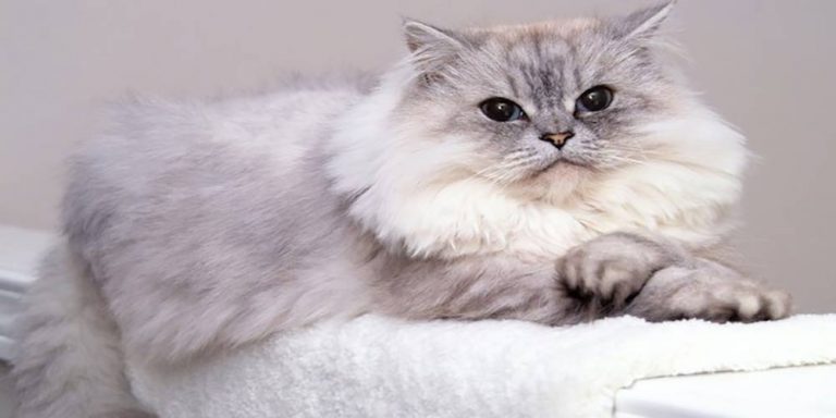 گربه ایرانی و بااصالت