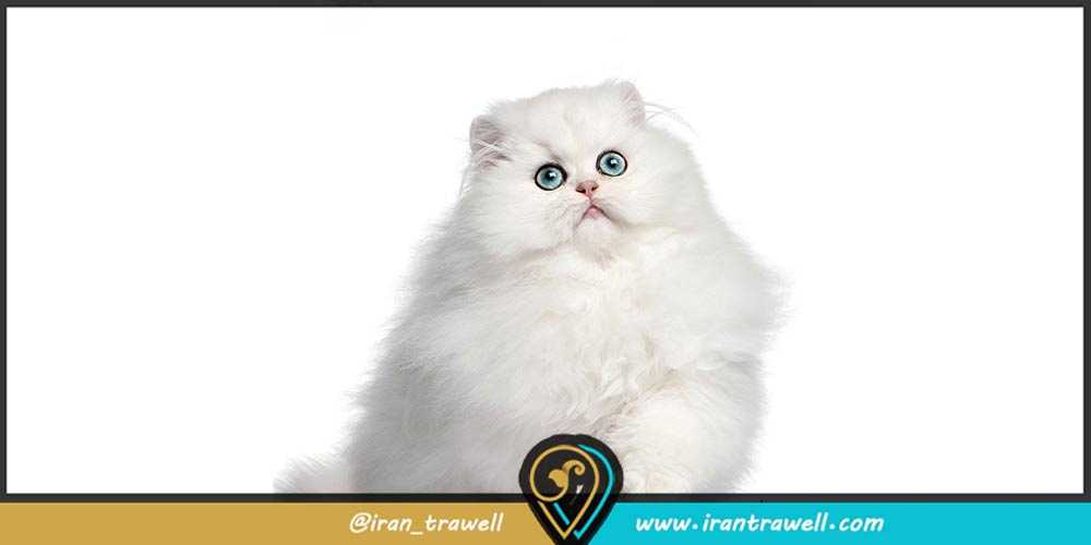 گربه ایرانی سفید