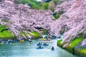 Cherry blossoms